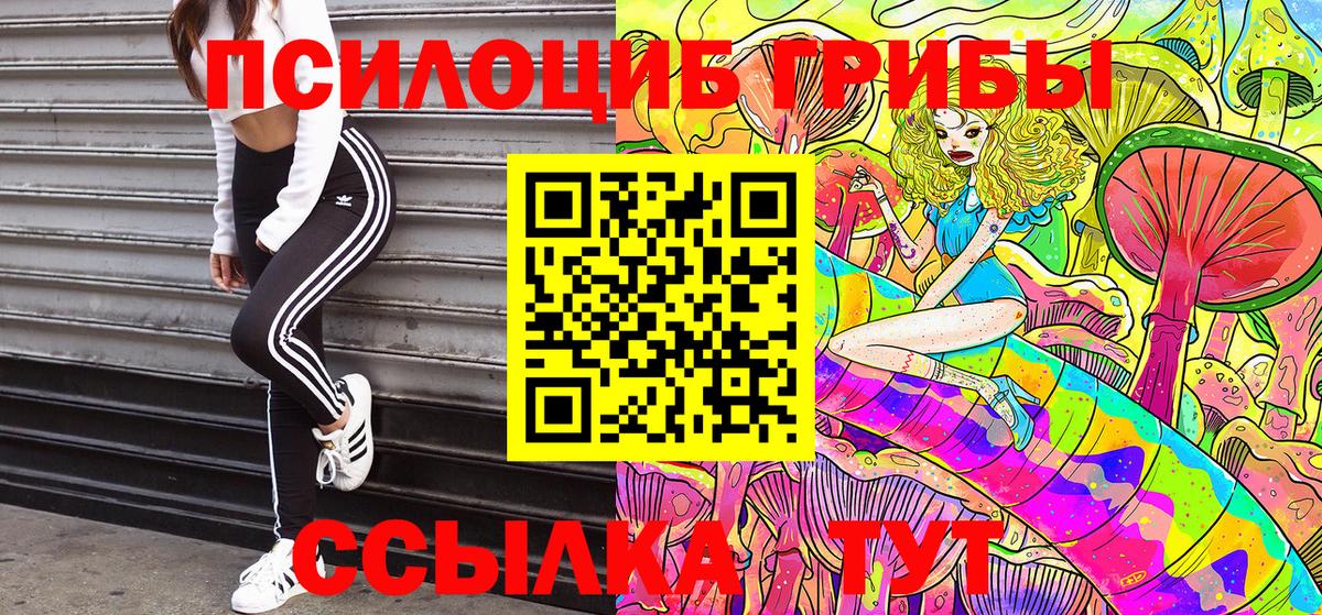 Псилоцибиновые грибы Psilocybe Горно-Алтайск